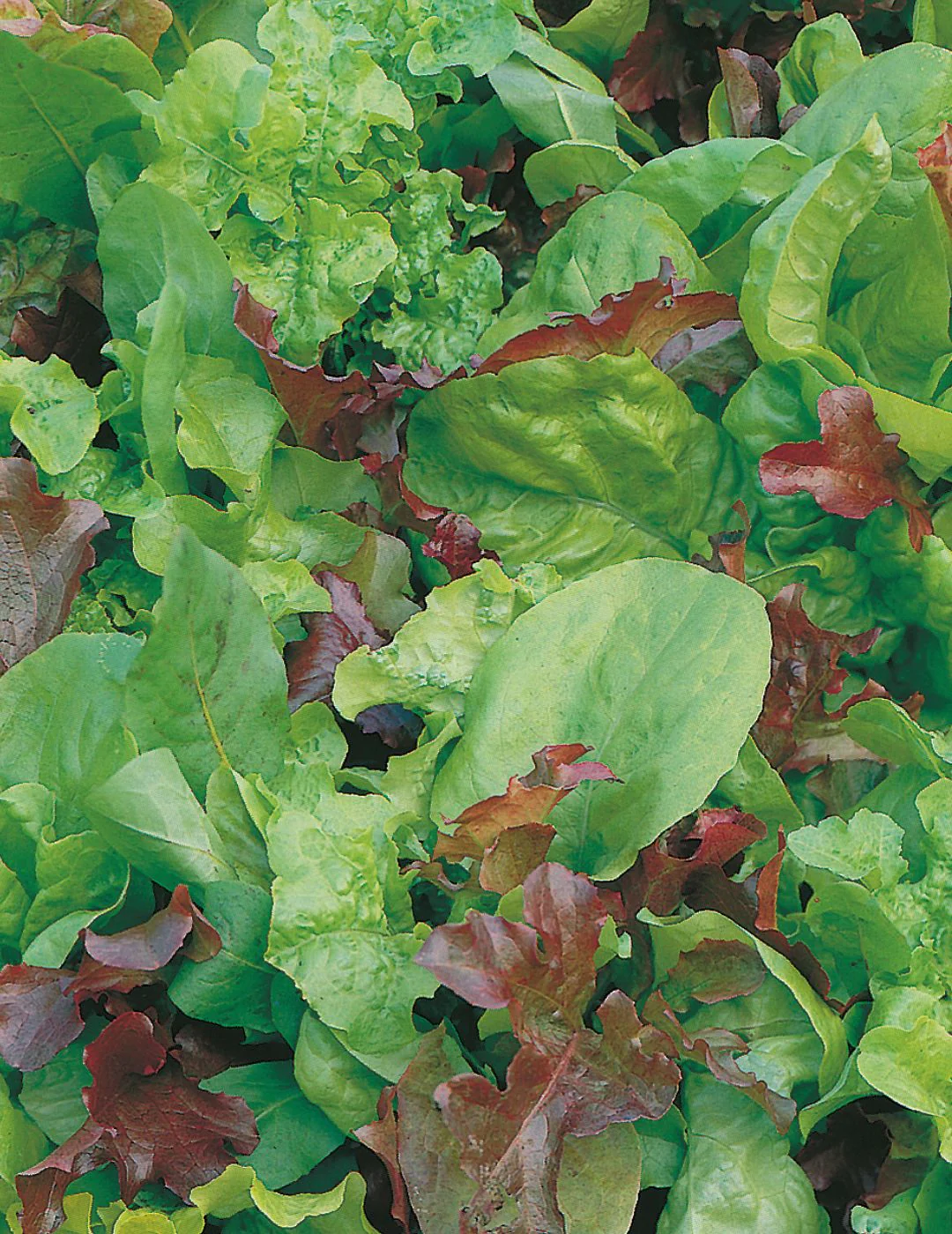 Lettuce Mixed Salad Leaves