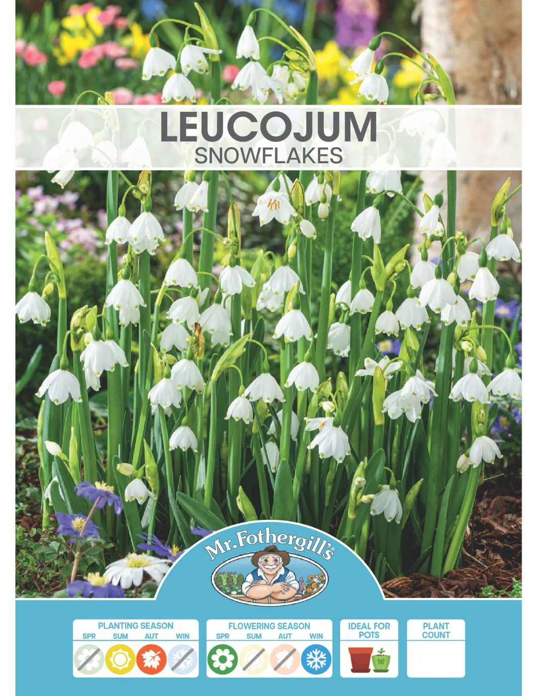 Leucojum Snowflakes Bulbs - Image 2