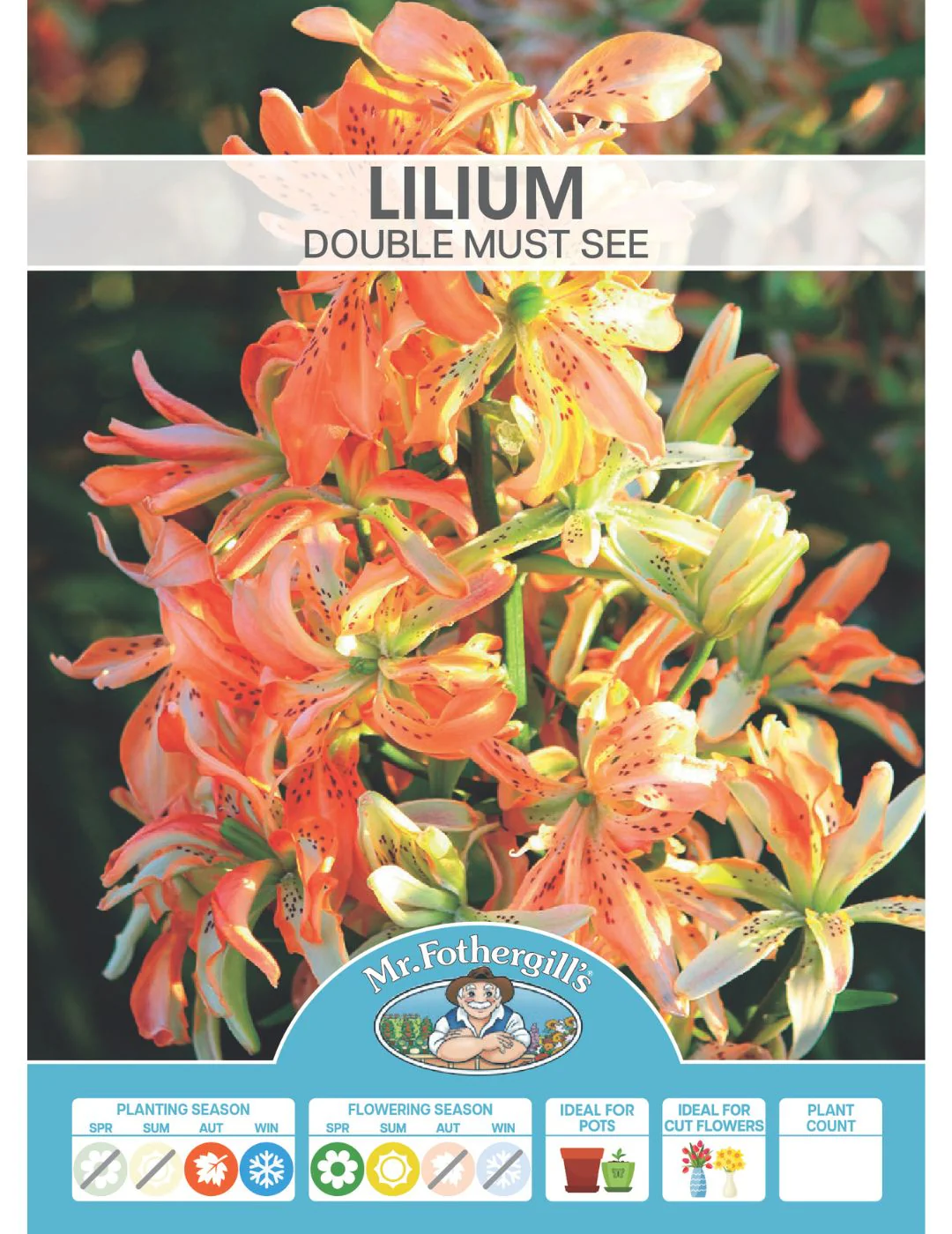 Lilium Double Must See (Season: Aug-Sep) - Image 2