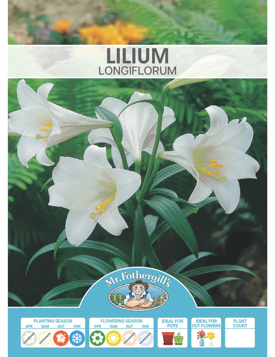 Lilium Longiflorum (Season: Winter) - Image 2