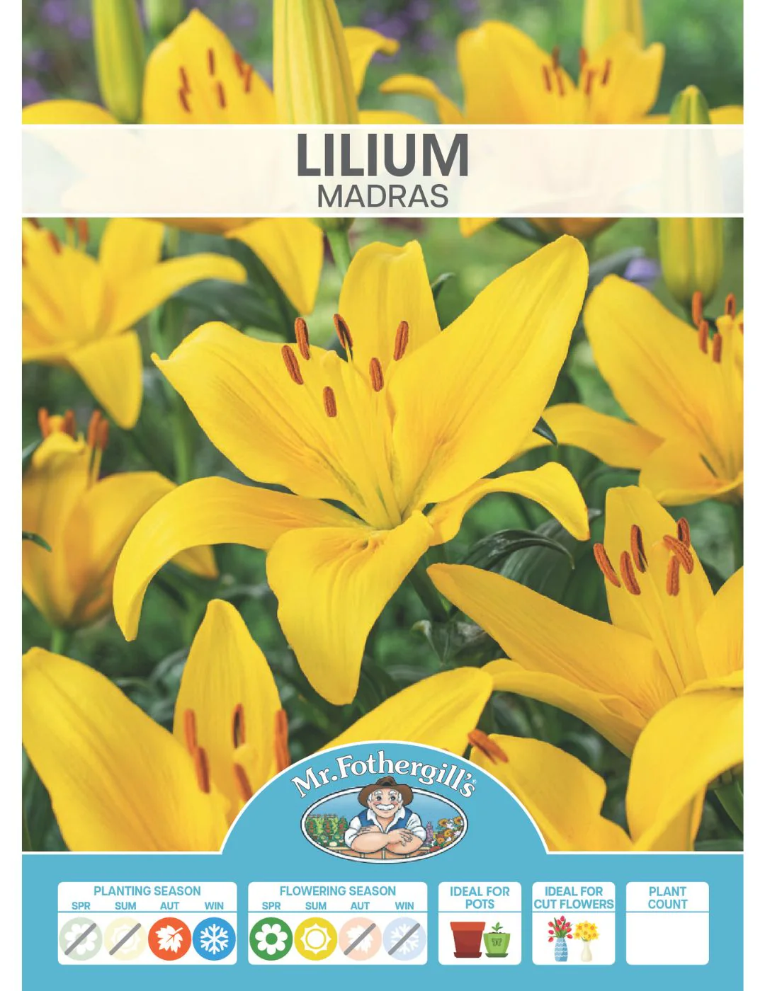 Lilium Madras (Season: Winter) - Image 2