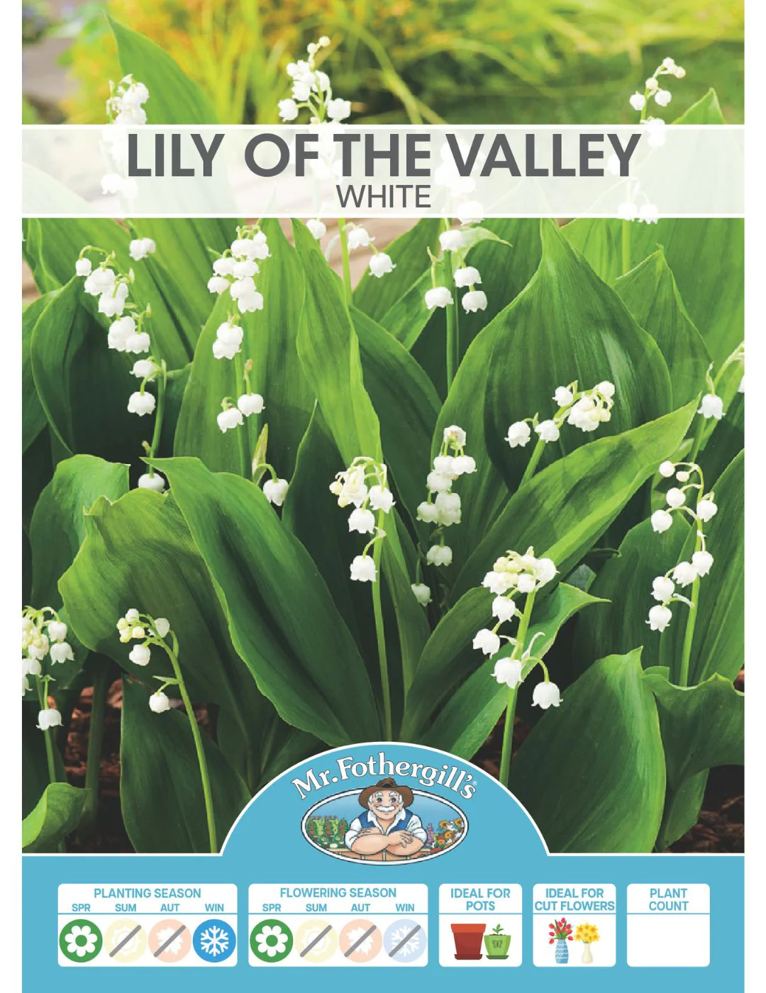 Lily of the Valley White Bells (Season: Winter) - Image 2