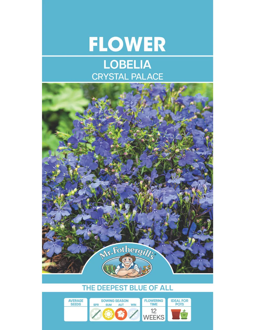 Lobelia Crystal Palace Compacta - Image 2