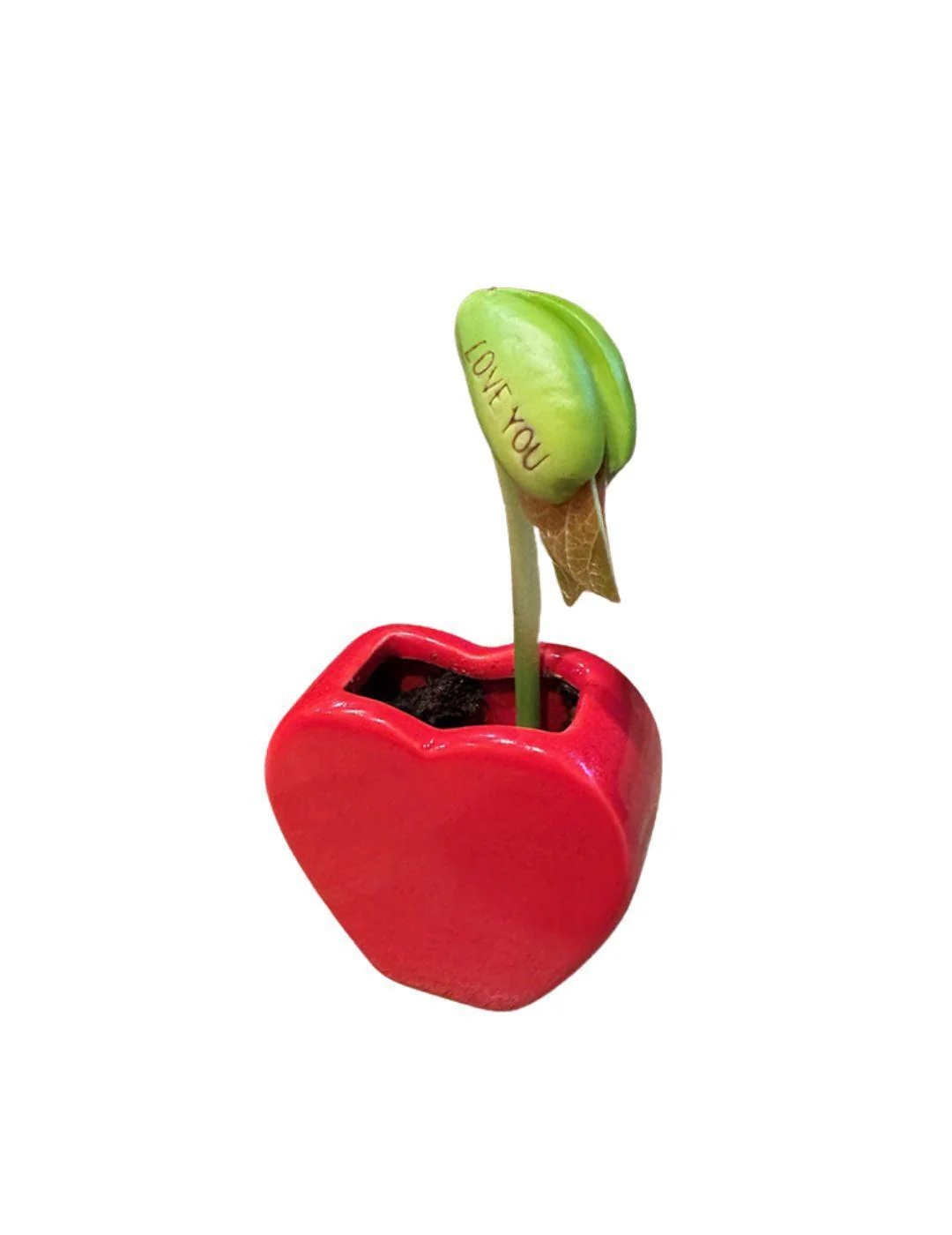 Love Heart Vase Grow Kit - Image 3