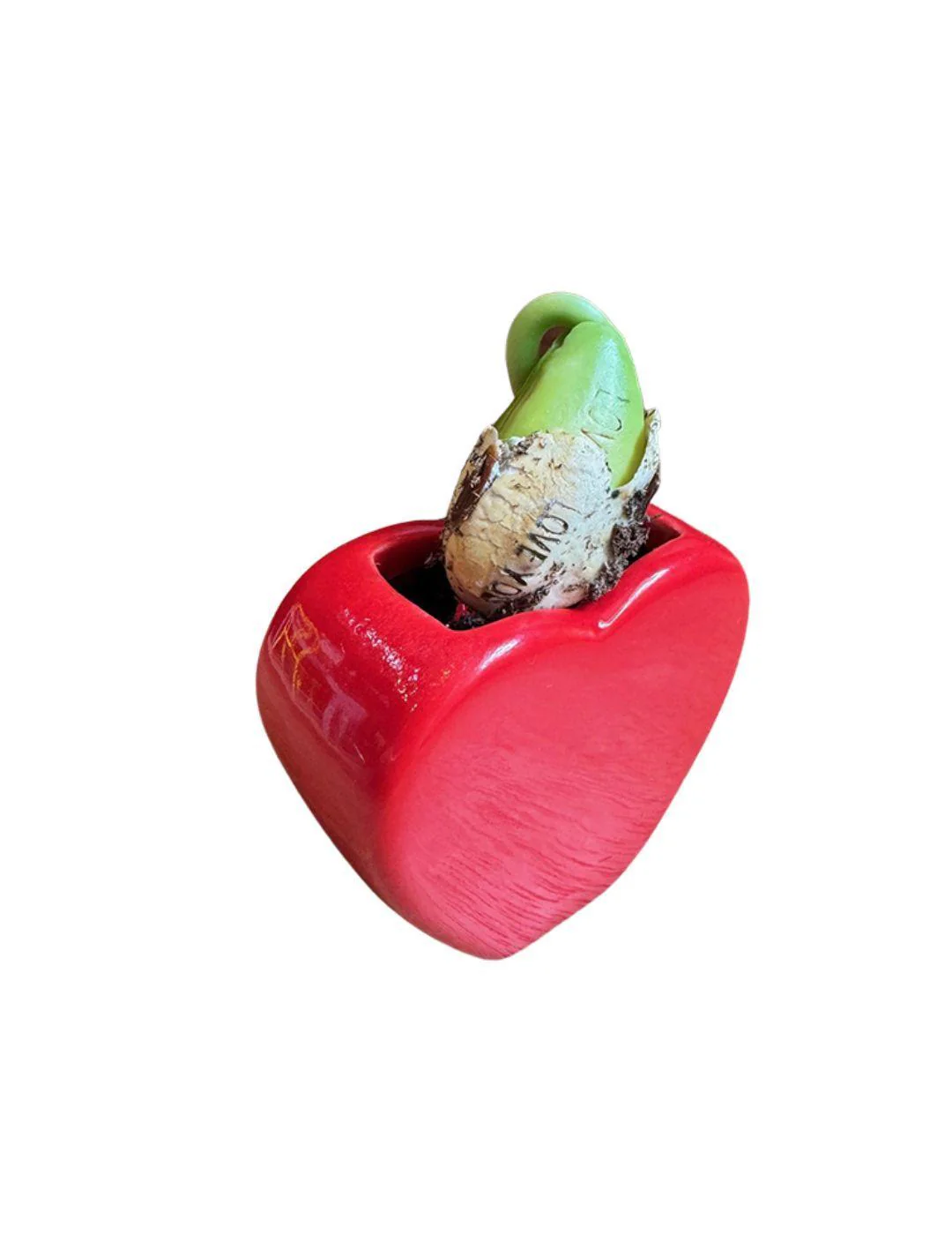 Love Heart Vase Grow Kit - Image 4