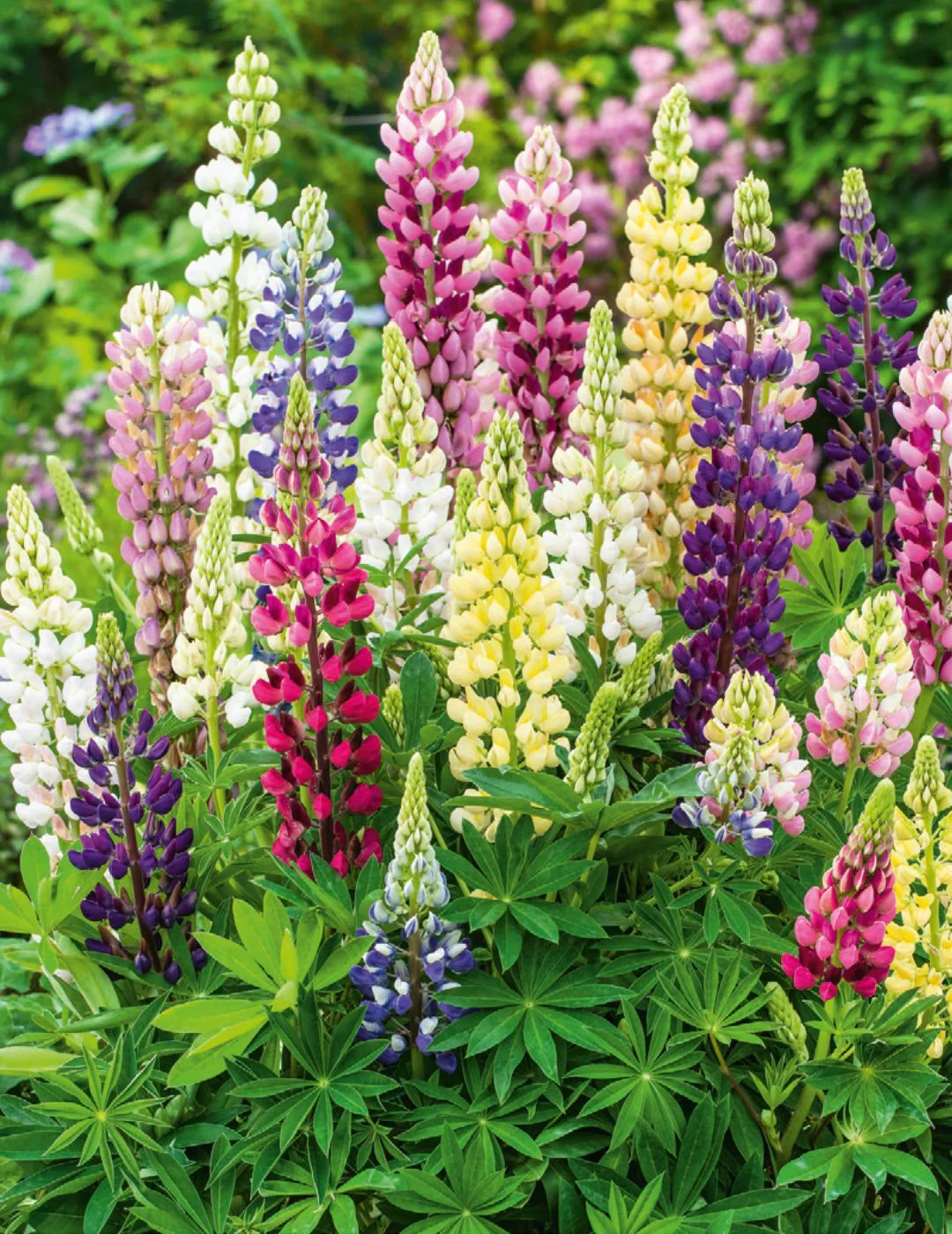 Lupin Seeds Gallery Mix - NOT AVAILABLE TO TAS