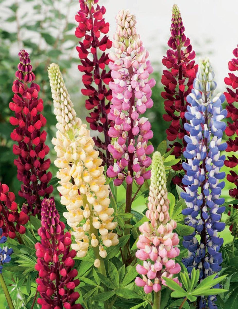 Lupin Russel Mixed (season: Winter)