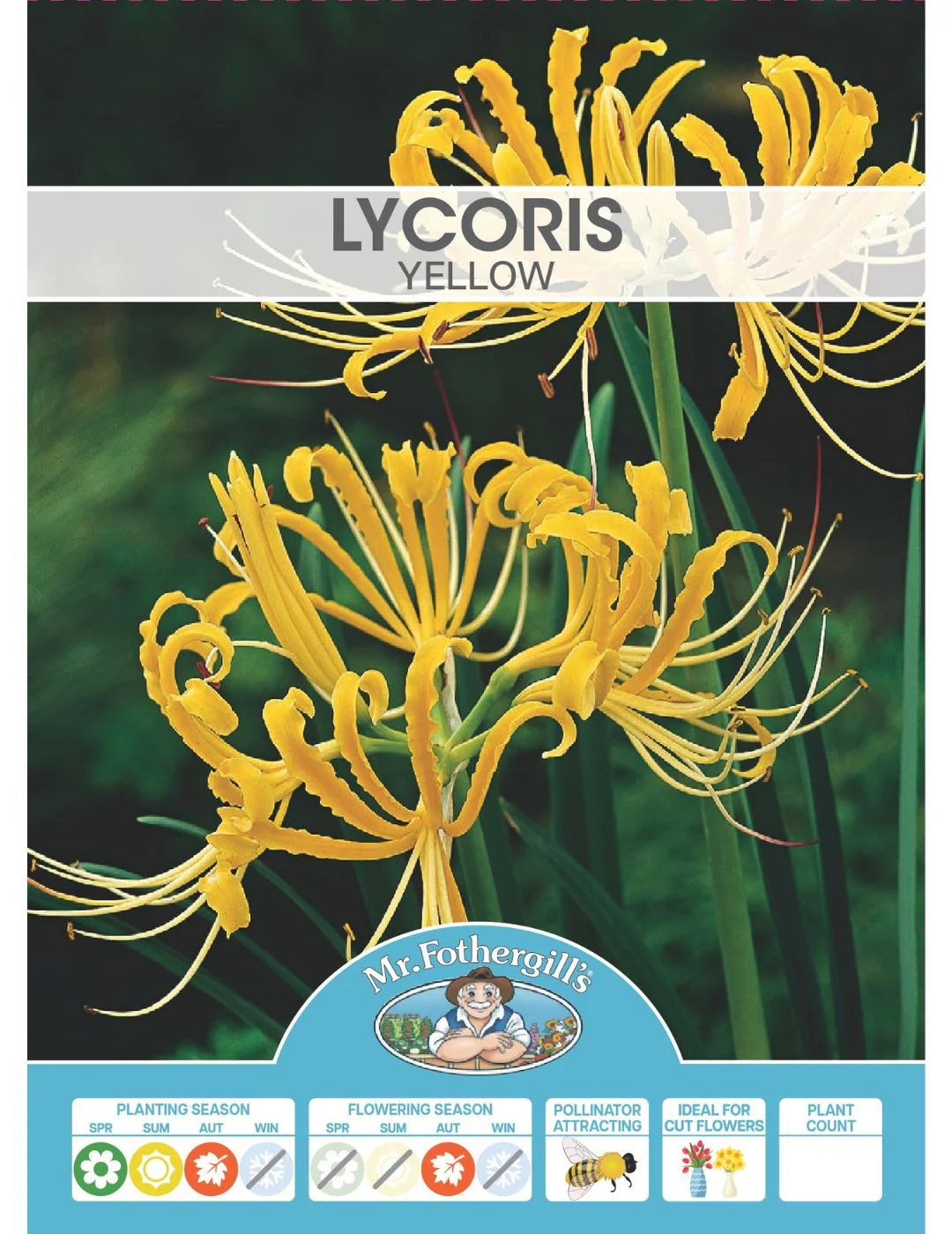 Lycoris Gold - Image 2