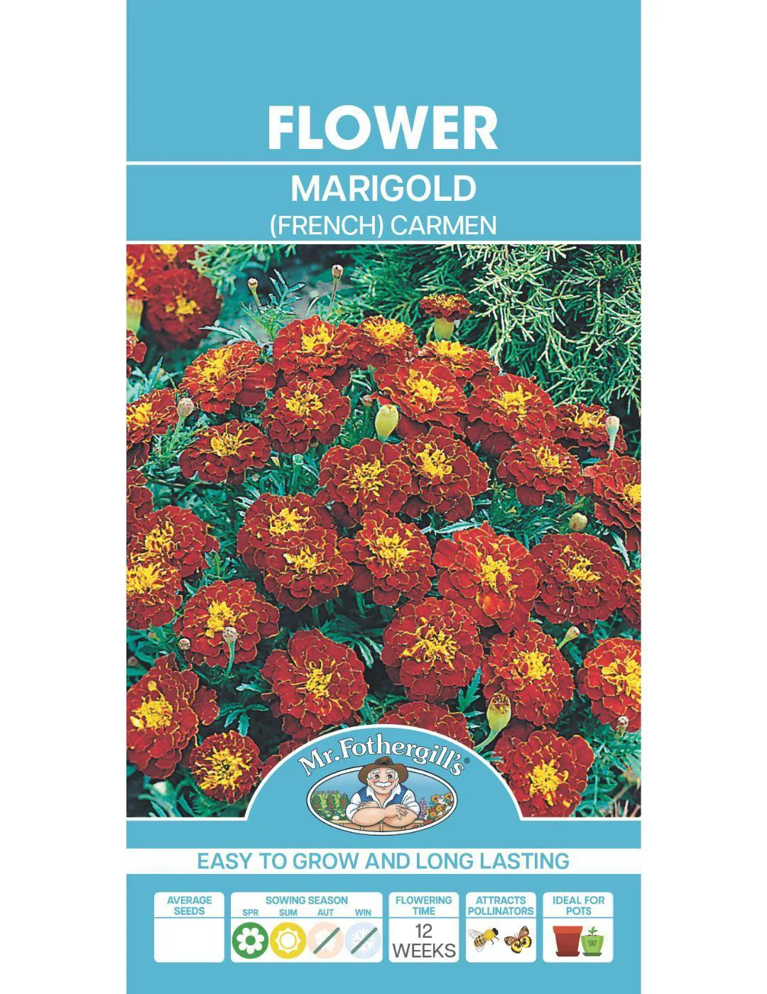 Marigold Carmen - Image 2