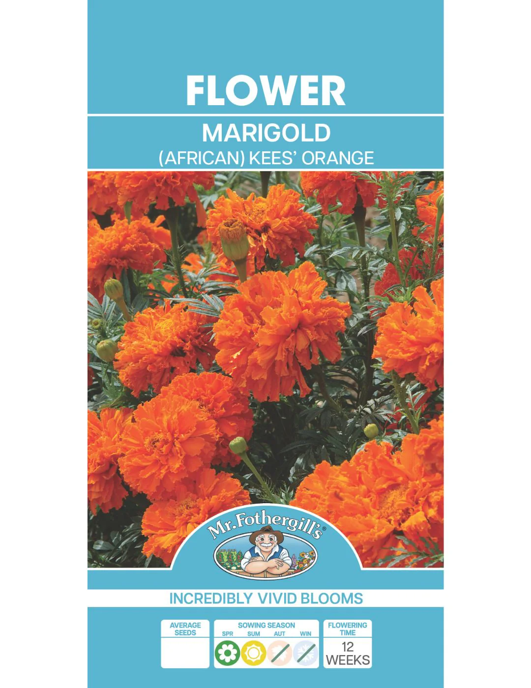 Marigold Kees' Orange - Image 2