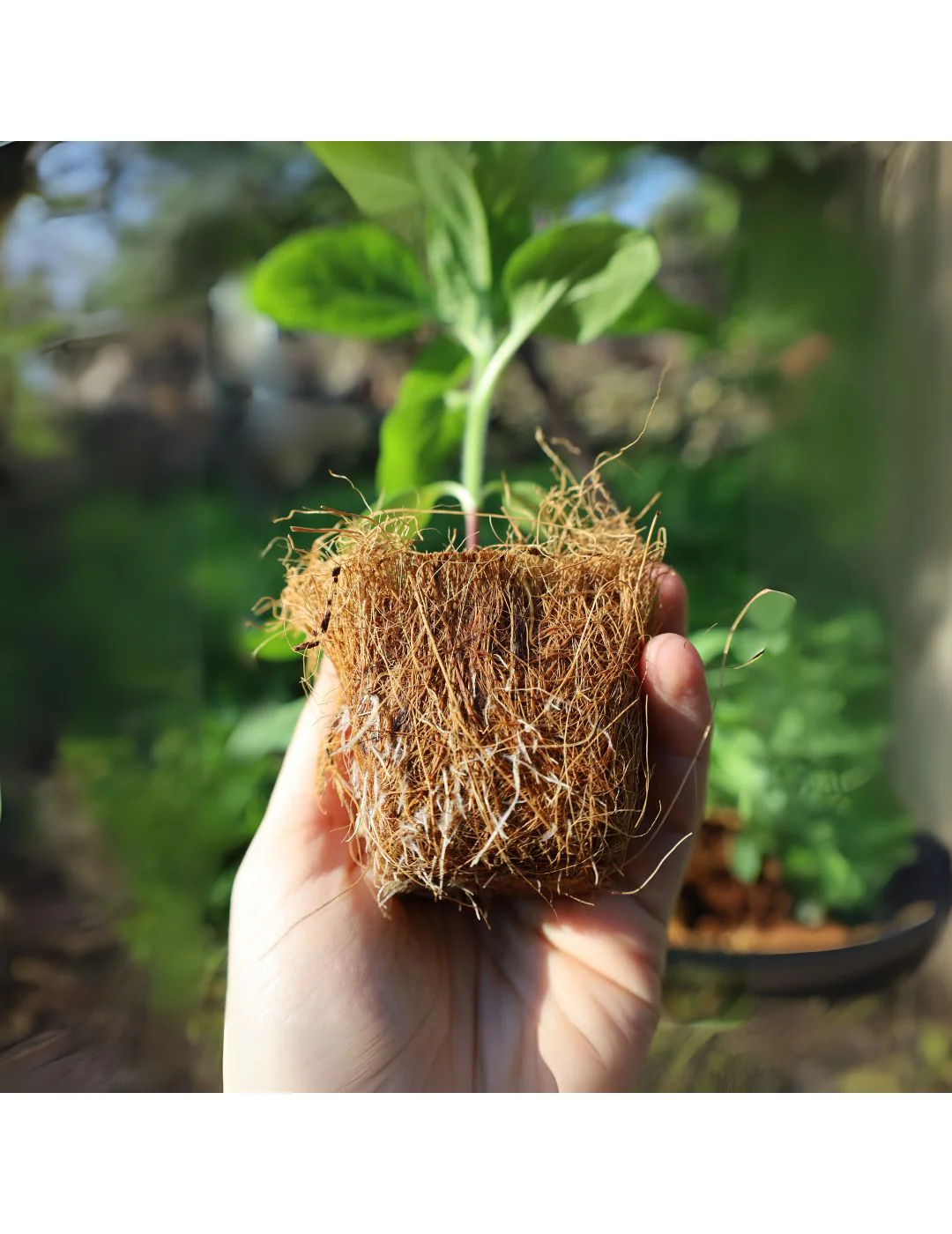 Mr Fothergill's 6cm Coco Fibre Pot Greenhouse Kit (16 Pots) - Image 3