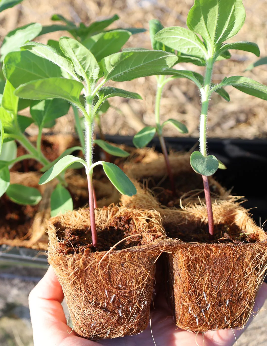Mr Fothergill's 6cm Coco Fibre Pot Greenhouse Kit (16 Pots) - Image 4