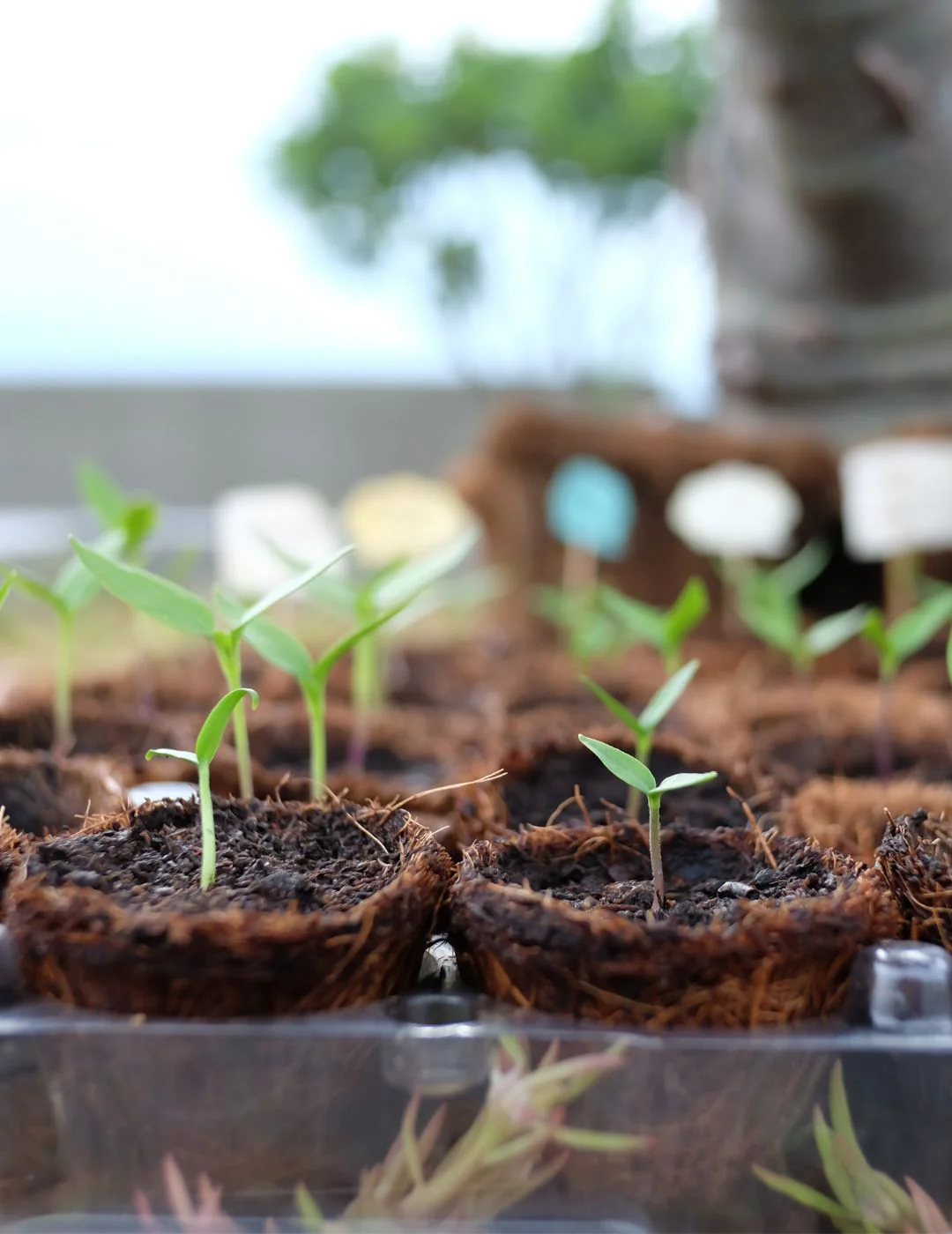 Mr Fothergill's 6cm Coco Fibre Pot Greenhouse Kit (16 Pots) - Image 6