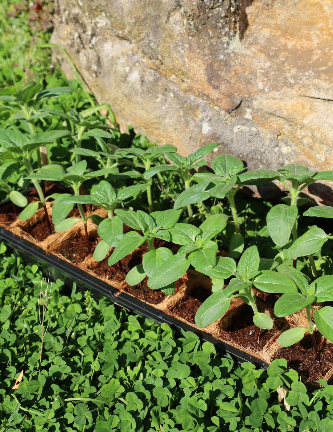 Mr Fothergill's 6cm Coco Fibre Pot Greenhouse Kit (16 Pots) - Image 7