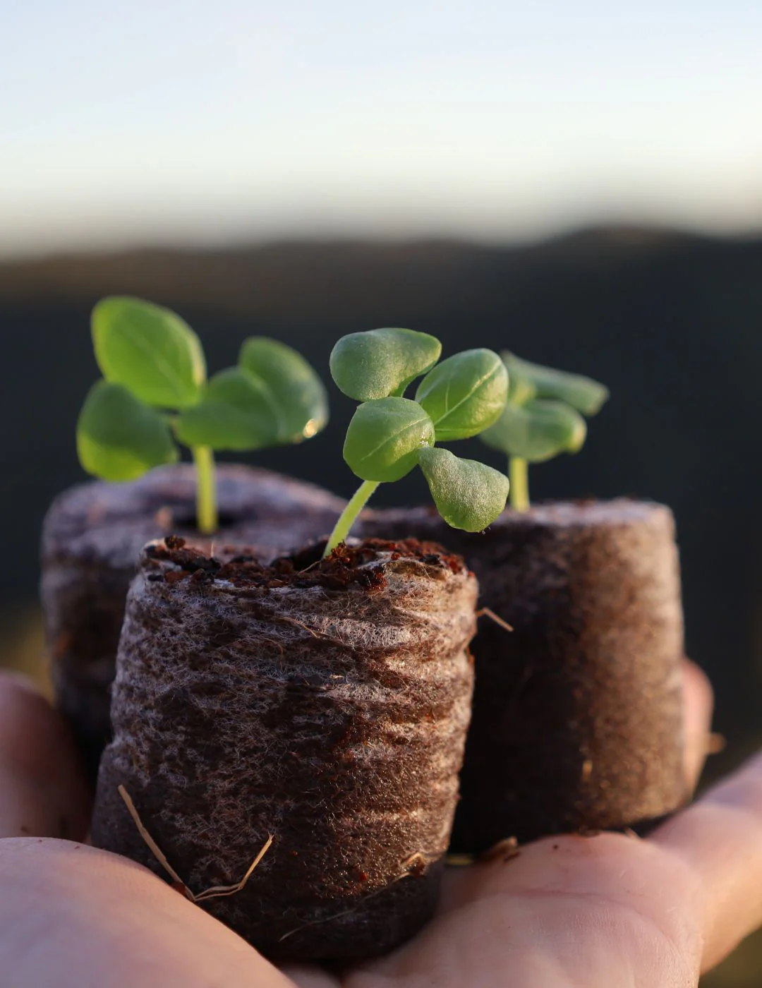 Mr Fothergill's 35mm Coco Fibre Self-Watering Greenhouse Kit (35 Pellets) - Image 4