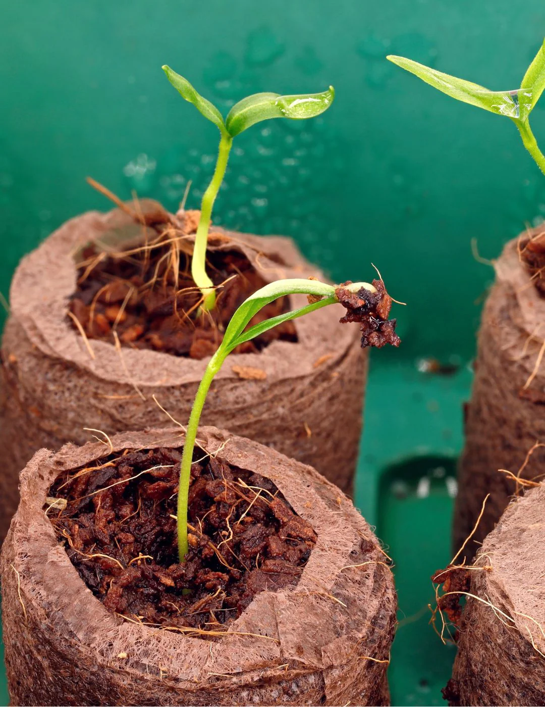 Mr Fothergill's 35mm Coco Fibre Self-Watering Greenhouse Kit (35 Pellets) - Image 6