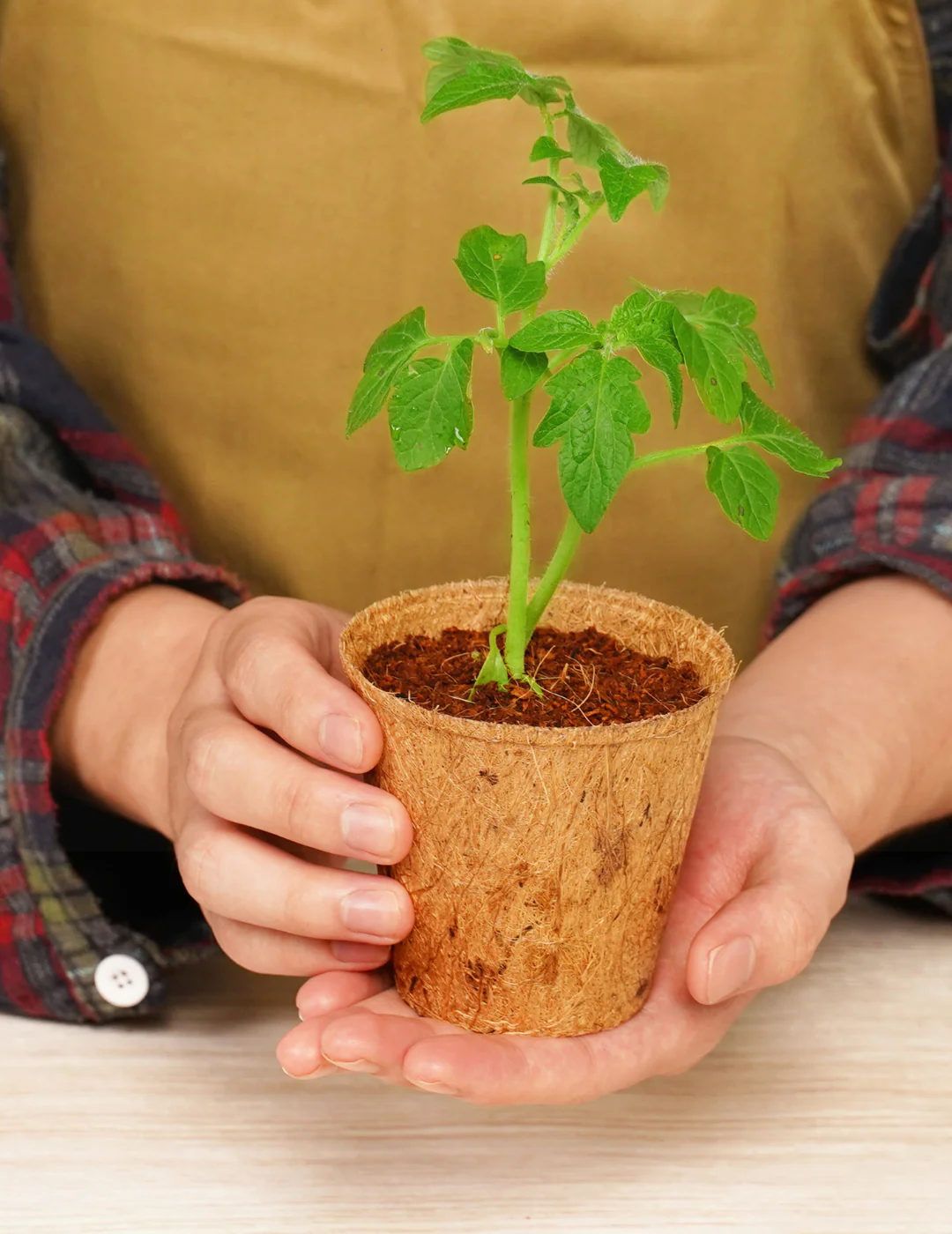 Mr Fothergill's 8cm Coco Fibre Pot (22 Pots) - Image 4