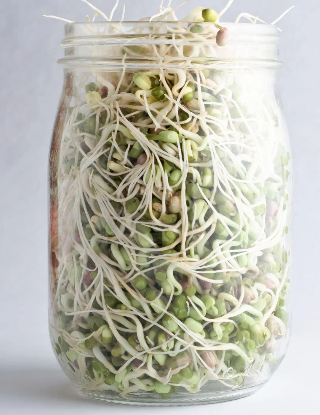 Mr Fothergill's Twin Sprouter Jar Grow Kit - Image 6