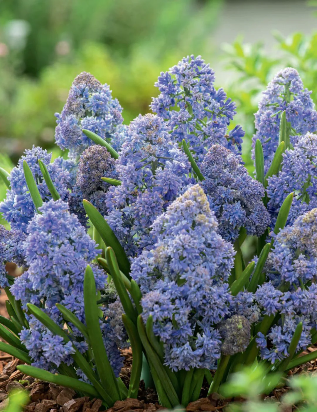 Muscari Fantasy Creation