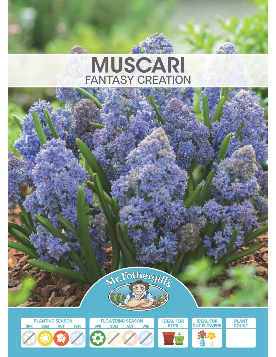 Muscari Fantasy Creation - Image 2