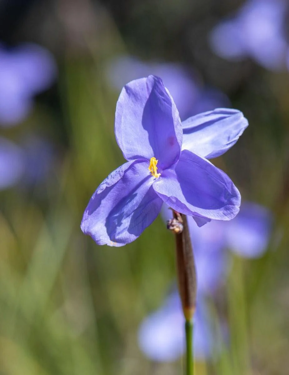 Native Iris (Purple Flag) WILDFLOWER
