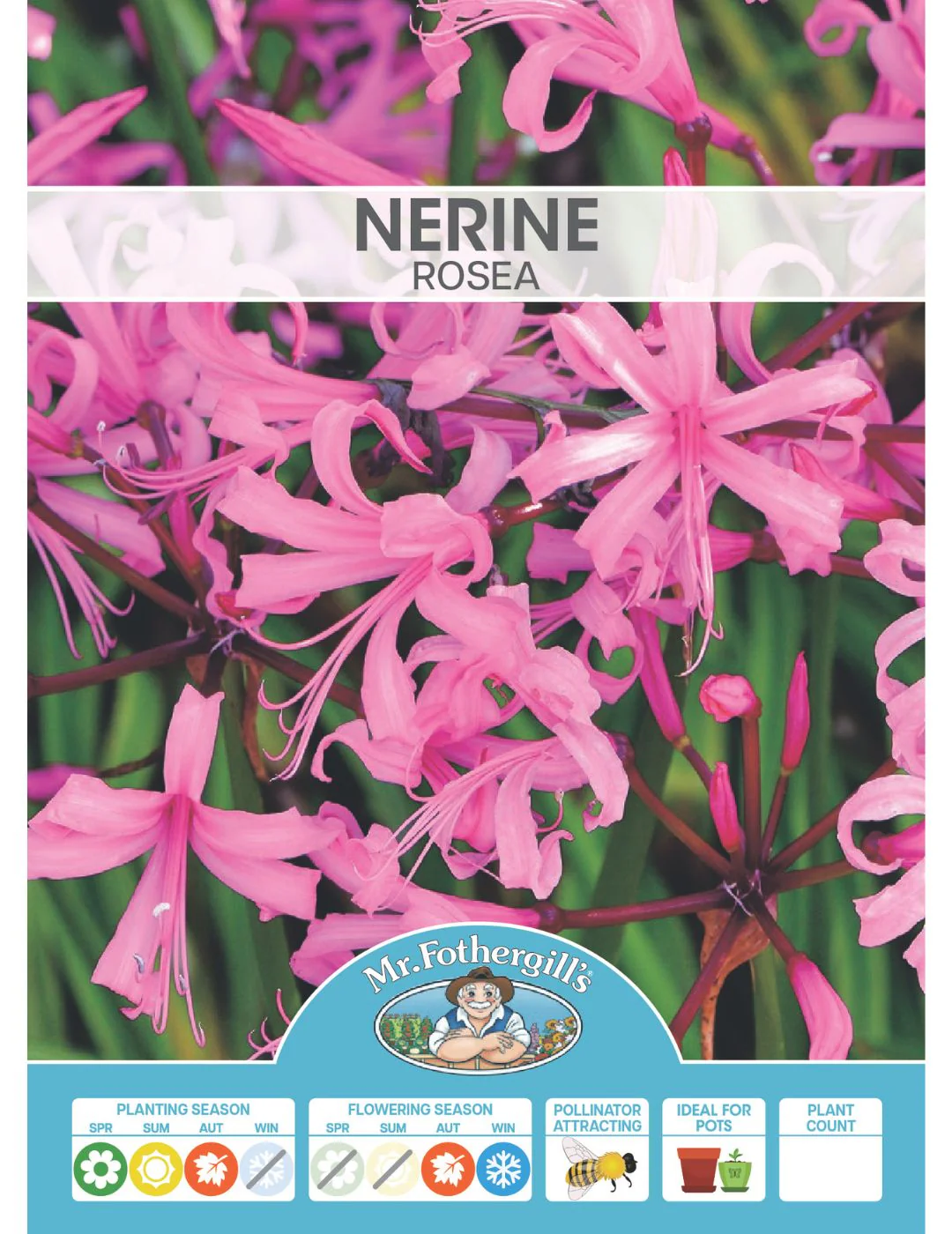 Nerine Rosea Bulbs - Image 2