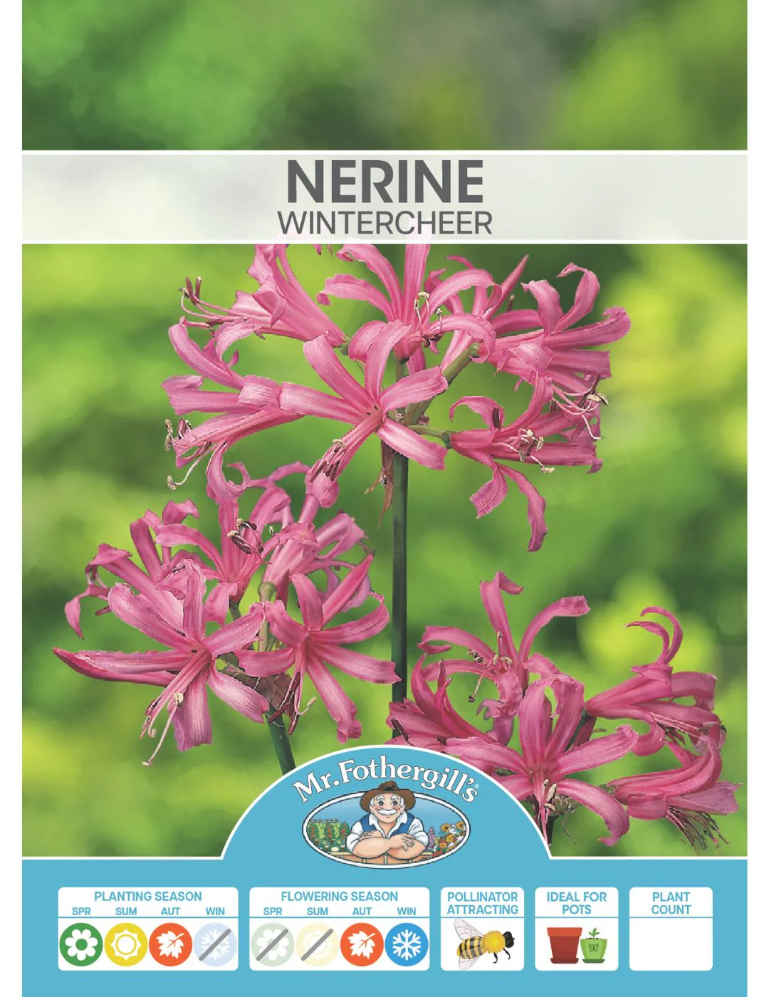 Nerine Winter Cheer - Image 2