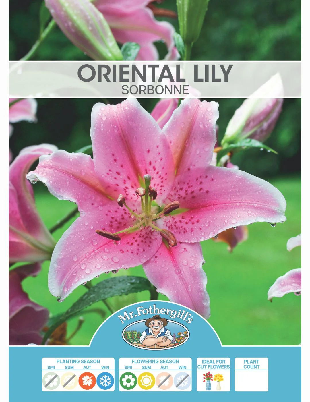 Oriental Lily Sorbonne (Season: Aug-Sep)
