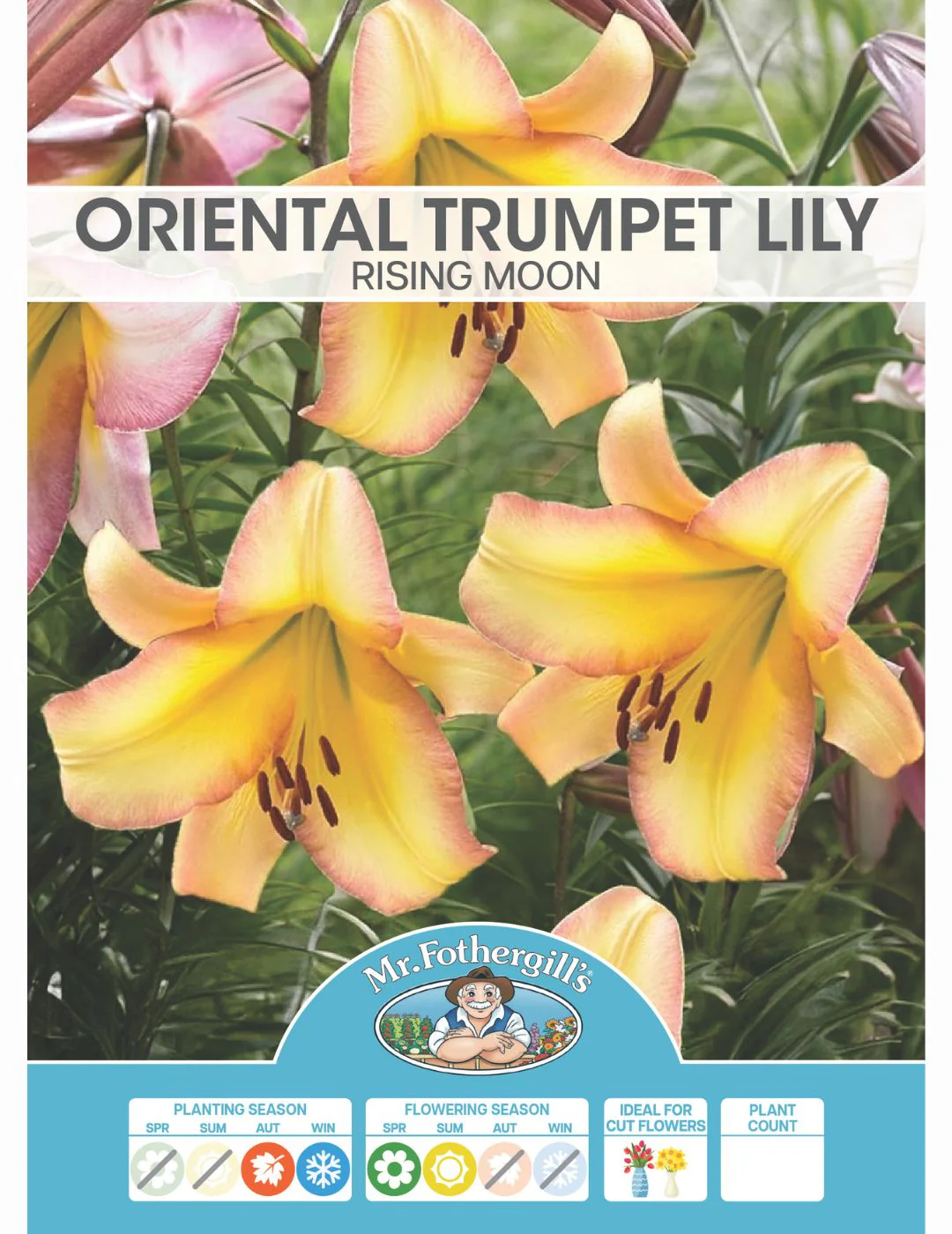 Oriental Trumpet Lily Rising Moon (Season: Aug-Sep)