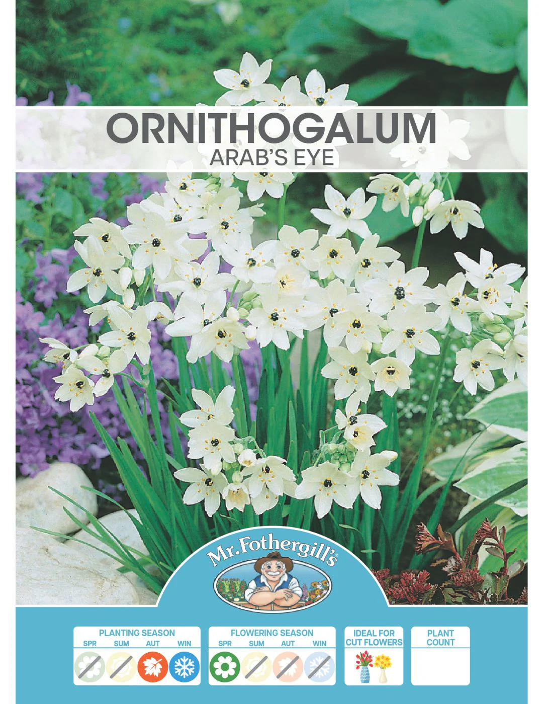 Ornithogalum Arab's Eye Bulbs - Image 2