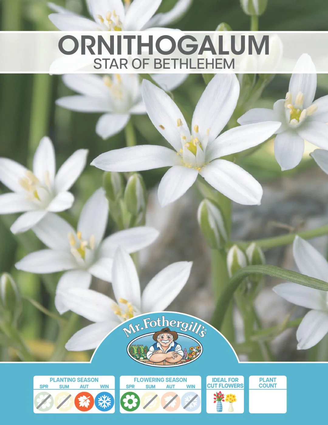 Ornithogalum Star of Bethlehem Bulbs - Image 2