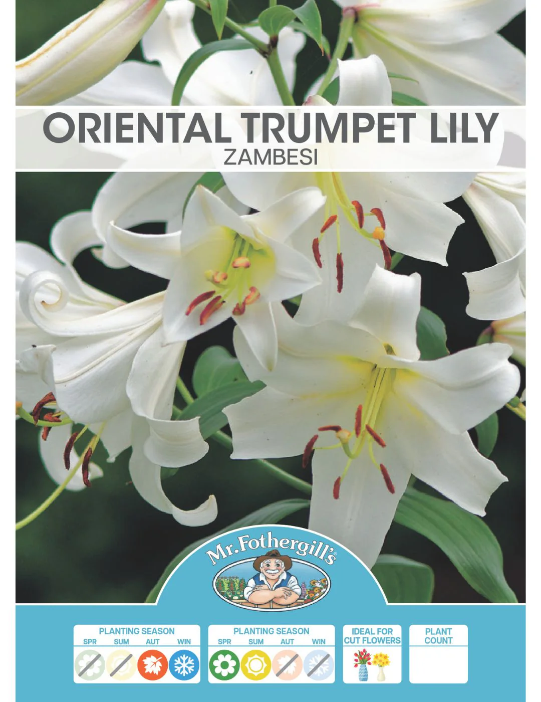 Oriental Trumpet Lily Zambesi (Season: Aug-Sep) - Image 2