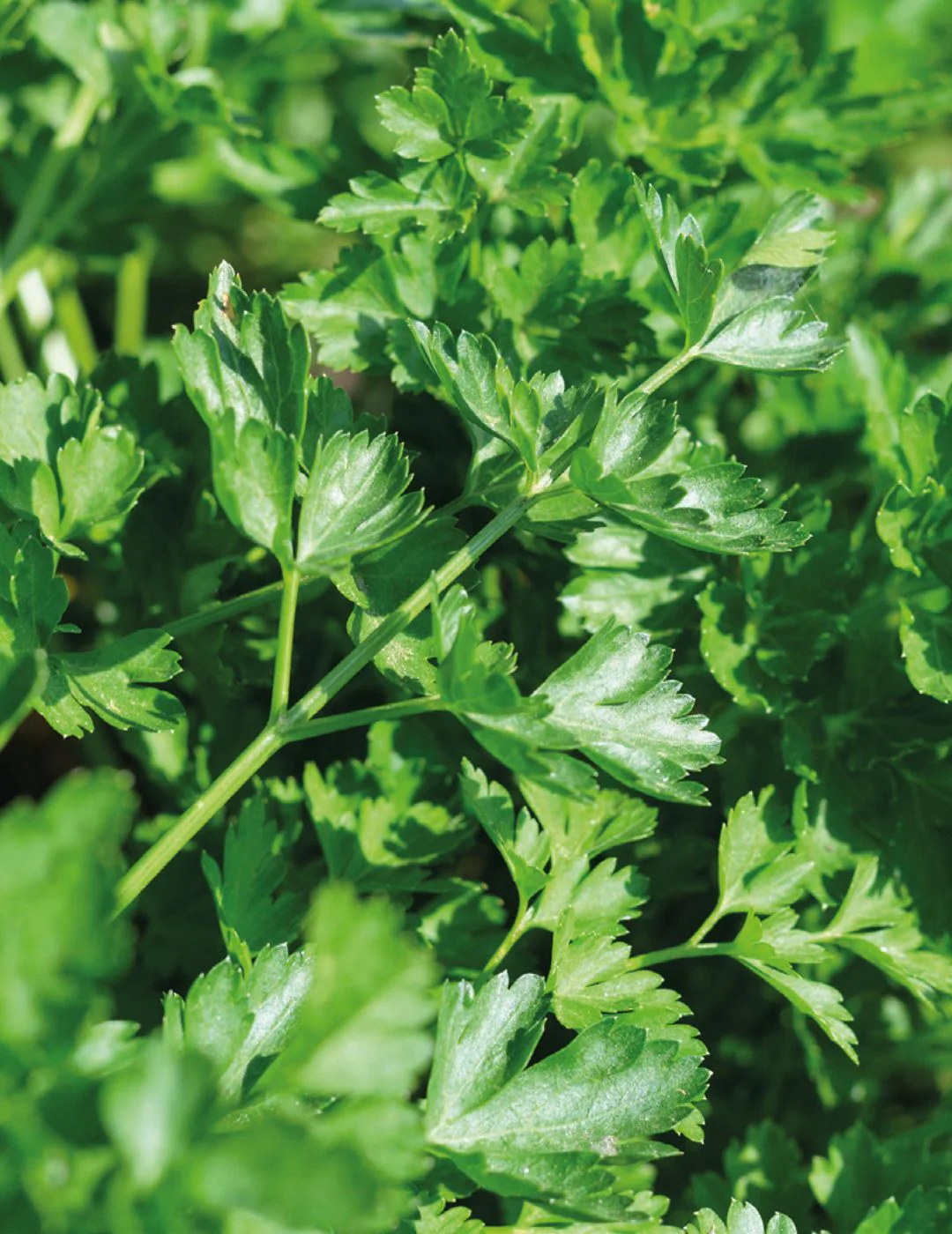 Parsley Laura