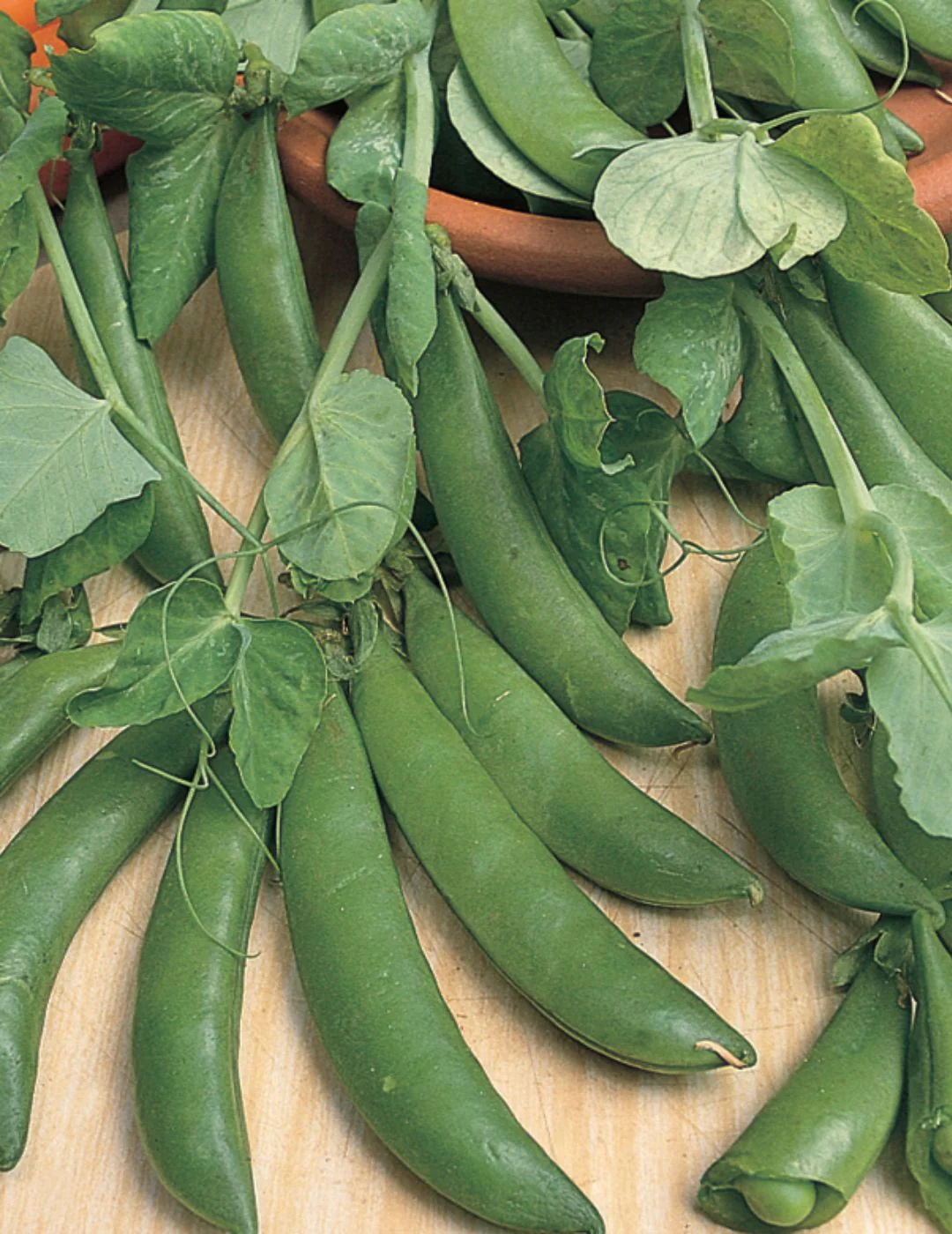 Pea Dwarf Sugar Snap