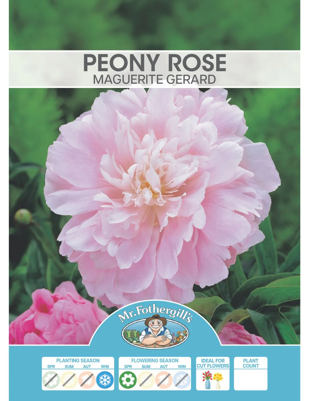 Peony Rose Marguerite Gerard (Season: Winter) - Image 2