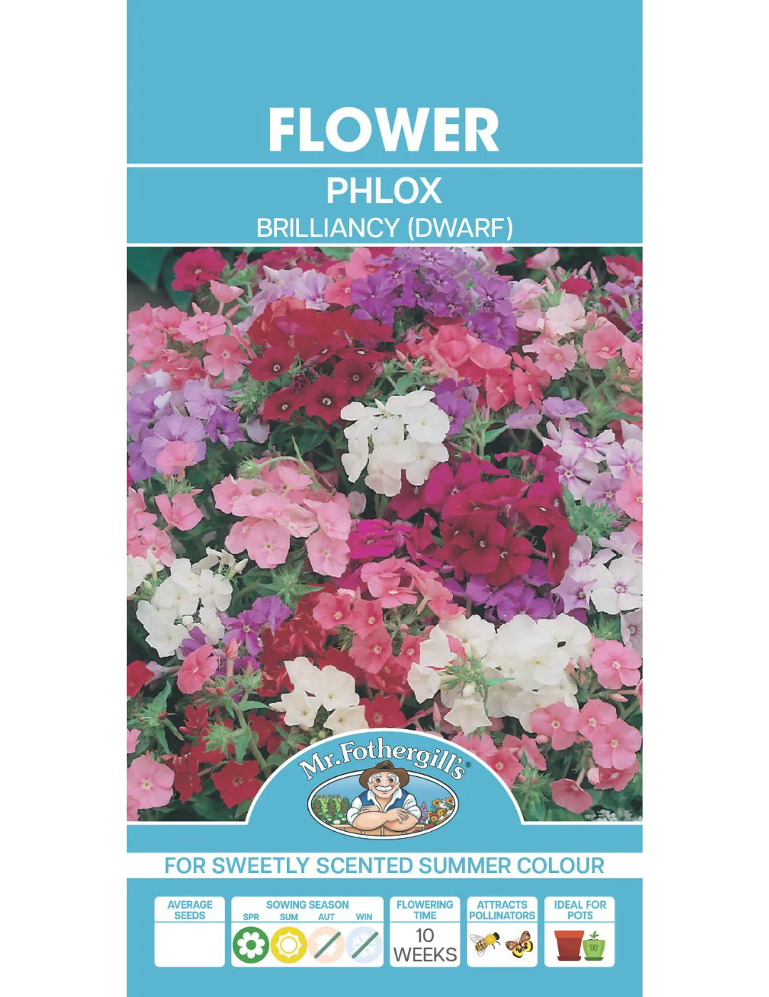 Phlox Brilliancy Dwarf - Image 2