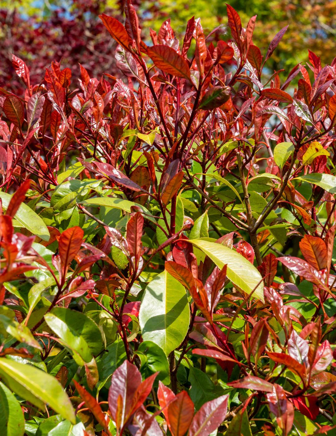 Photinia Robusta Live Plant 5 Pack - Image 3