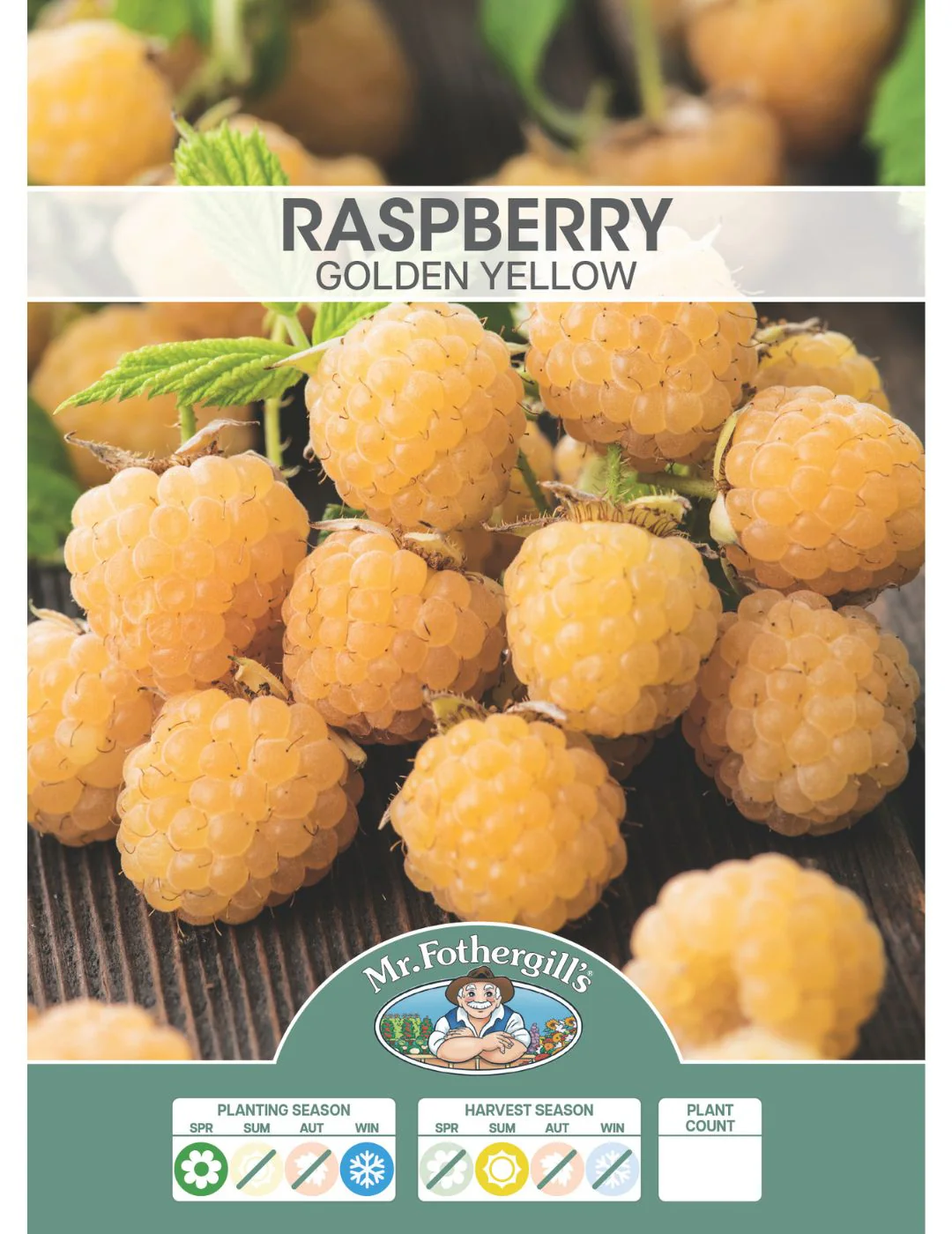 Raspberry Golden Yellow - Image 2