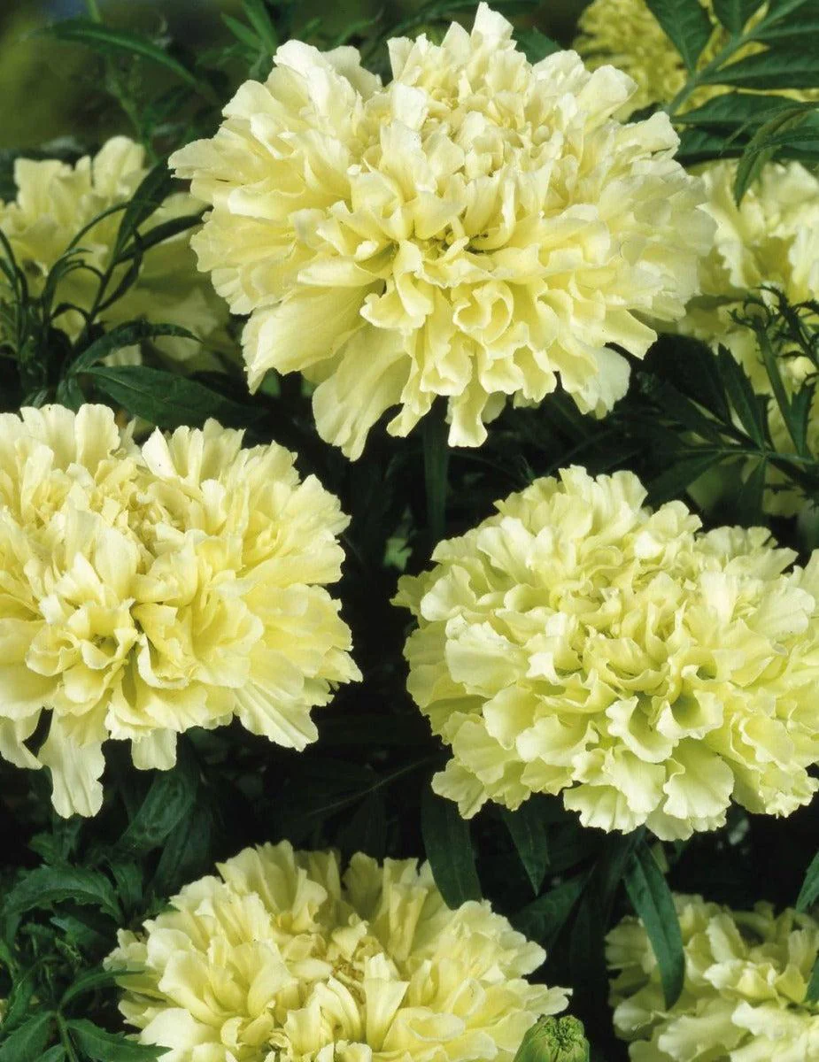RHS Kilimanjaro Marigold Seeds - Image 2