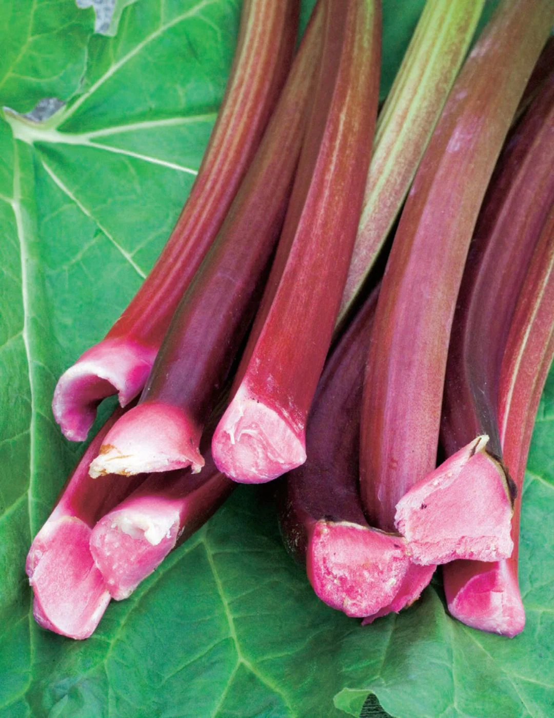 Rhubarb Giant Victoria (Crown)