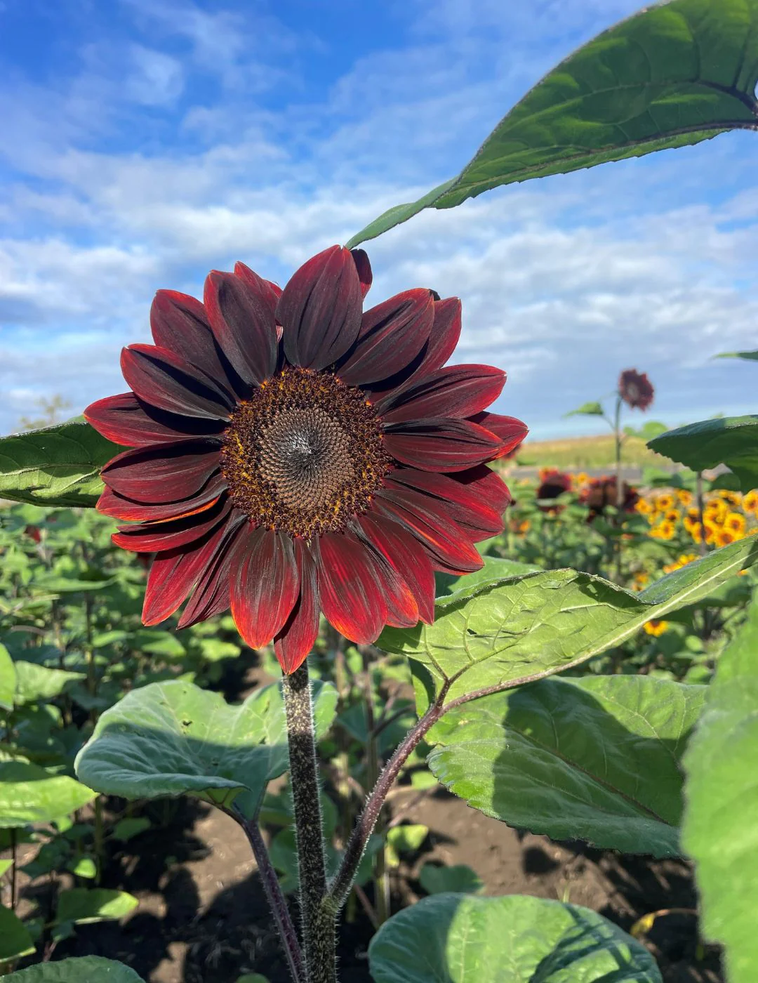 Ruby Passion Sunflower Seeds - Image 2
