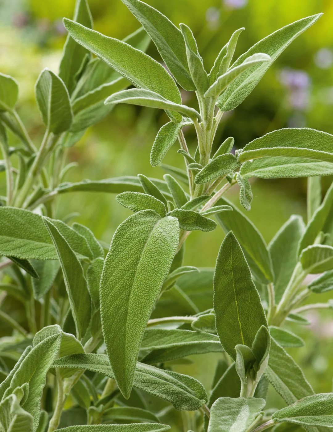 Sage