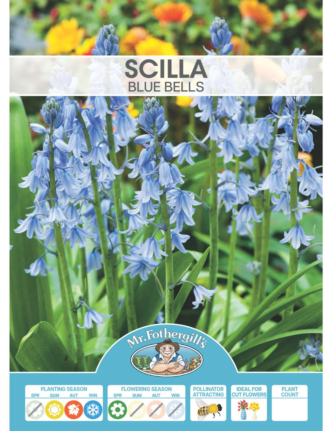 Scilla Blue Bells Bulbs - Image 2