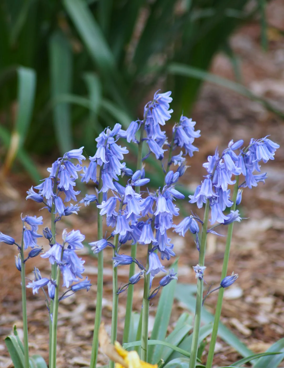 Scilla Blue Bells Bulbs - Image 3