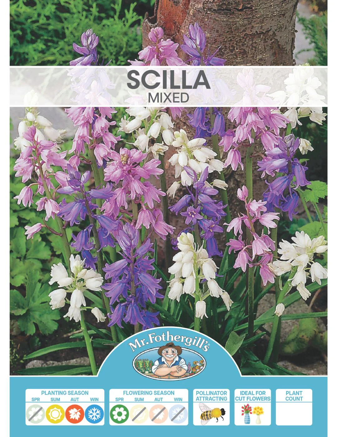 Scilla Mixed Bulbs - Image 2