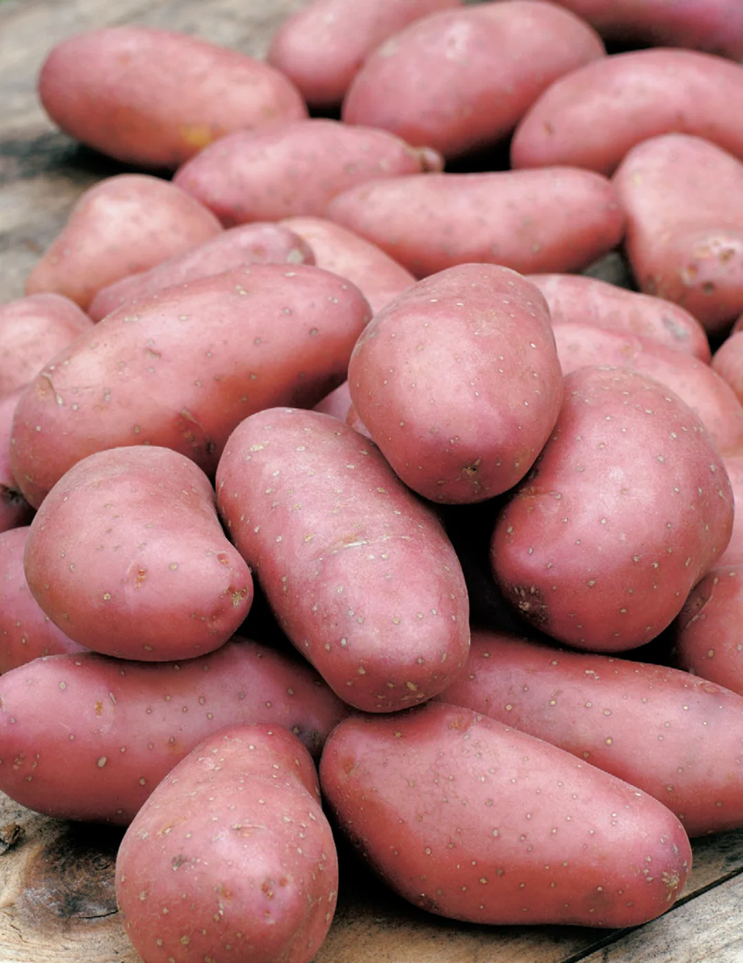Seed Potato - Red Norland (500g Bag)