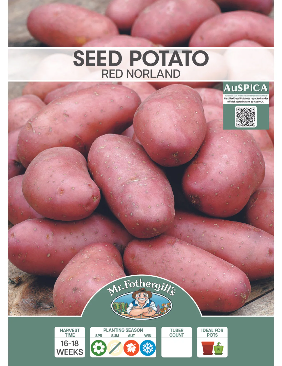 Seed Potato - Red Norland (500g Bag) - Image 2