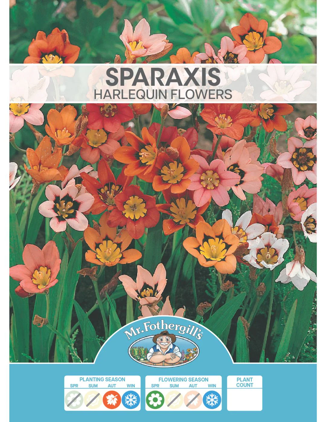 Sparaxis Harlequin Bulbs - Image 2
