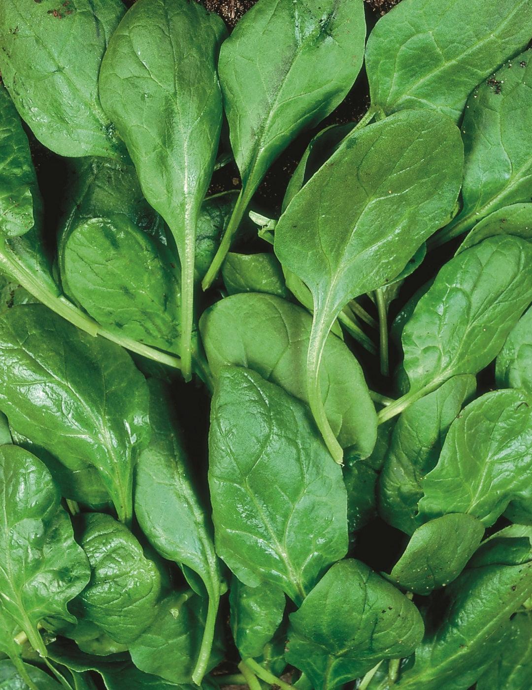 Spinach Hector F1 - Image 2