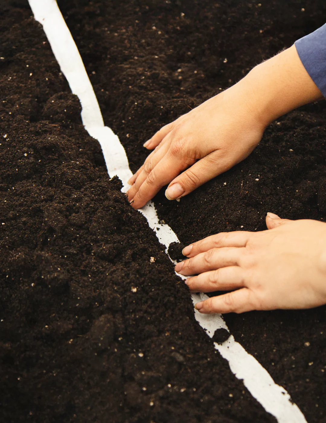 Spring Onion All Year Round Seed Tape - Image 3
